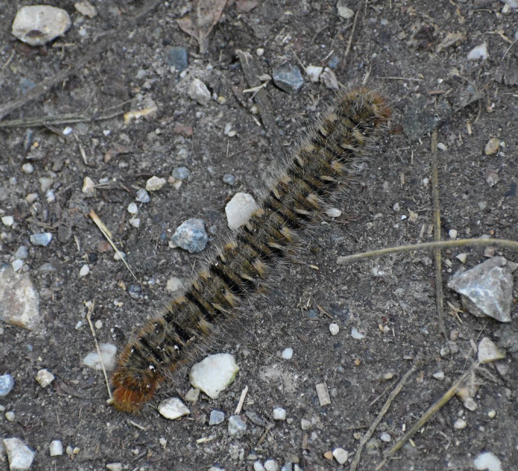 Bruco di ... di Lasiocampa quercus (Lasiocampidae)